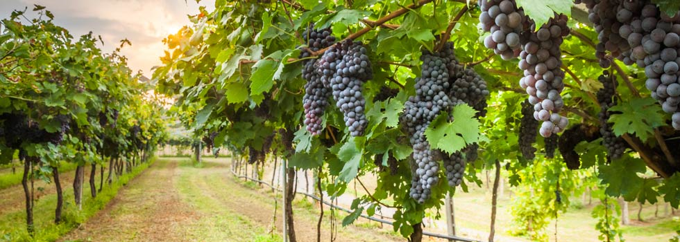 vineyard in napa valley